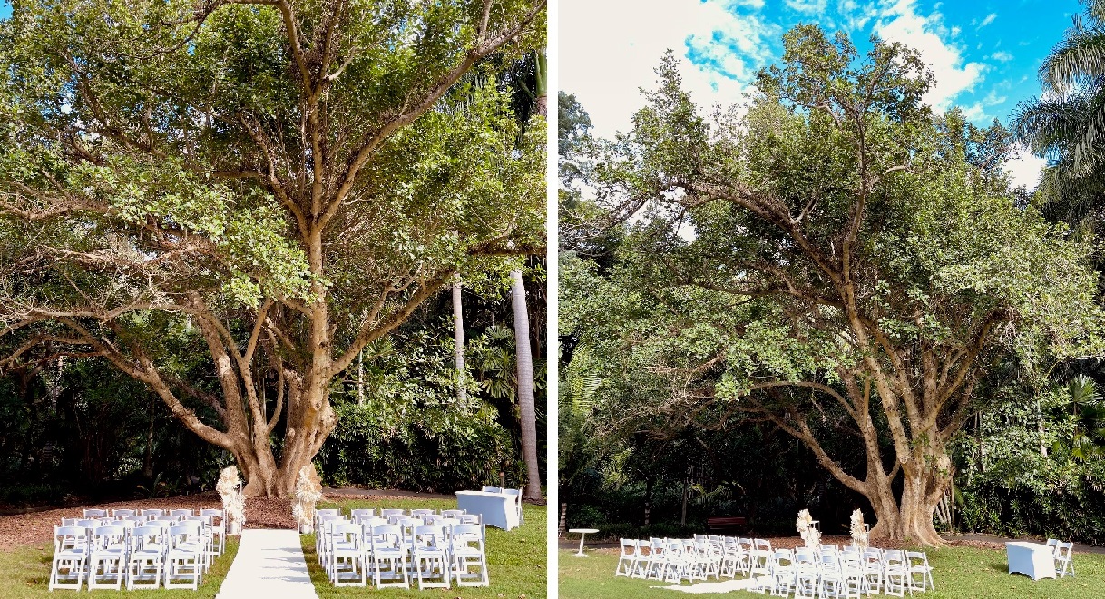 Mt Coot-tha Fig Tree wedding ceremony decor