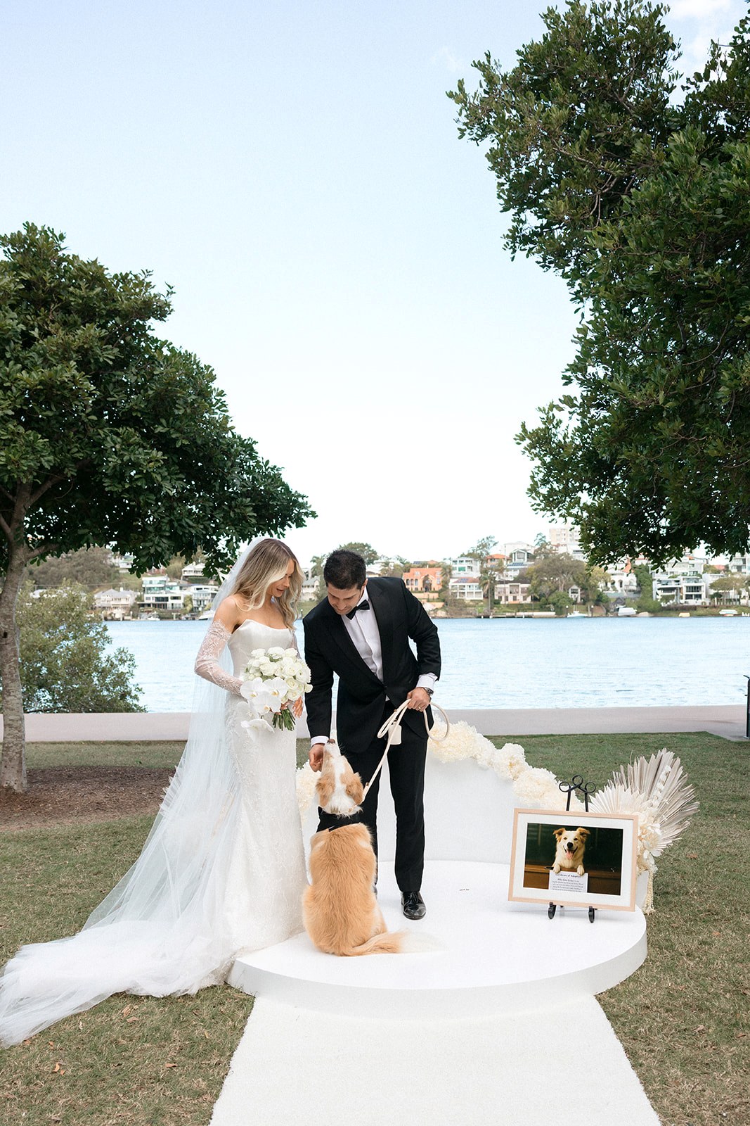 dog surprise at wedding