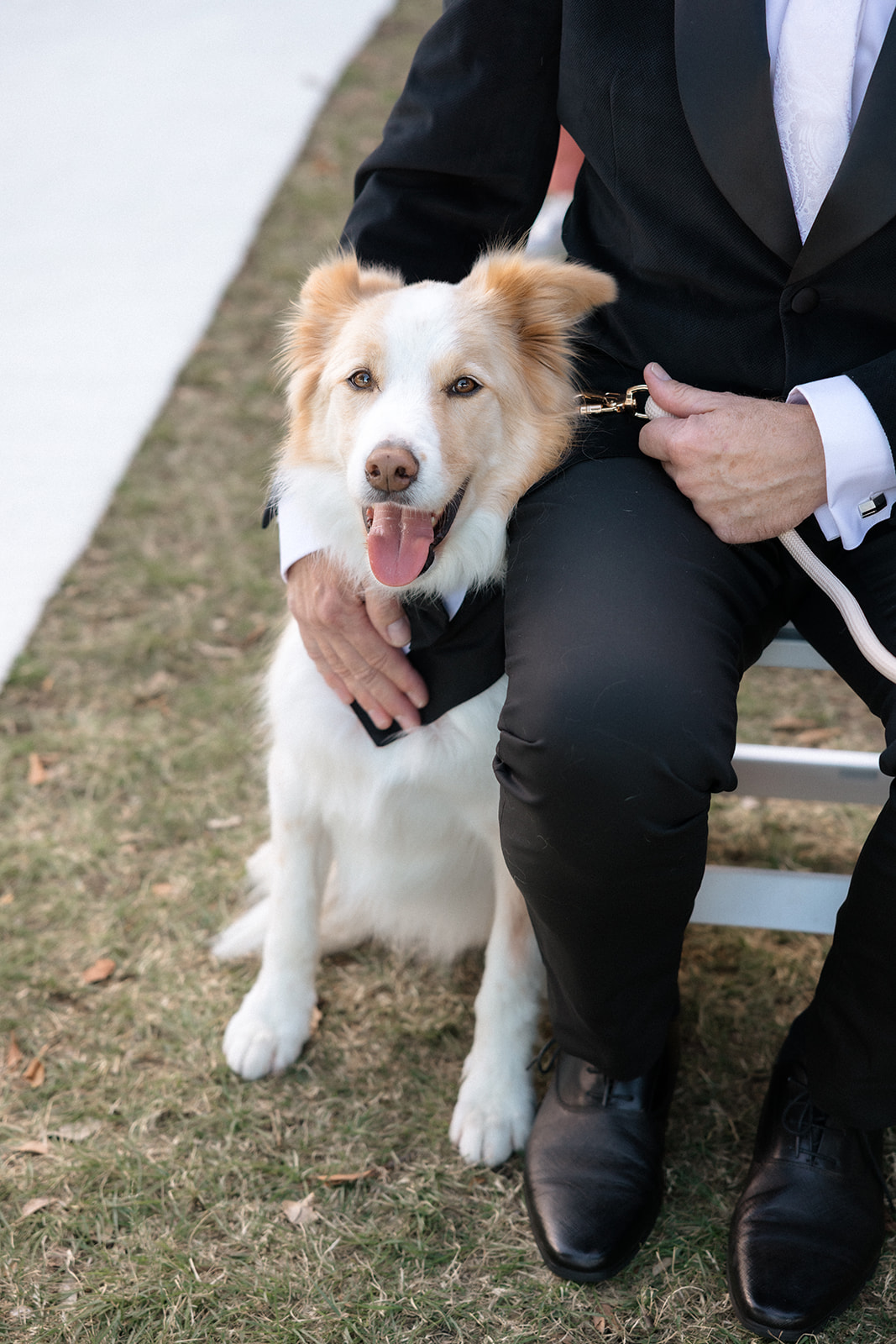 couples dog at their wedding ceremony