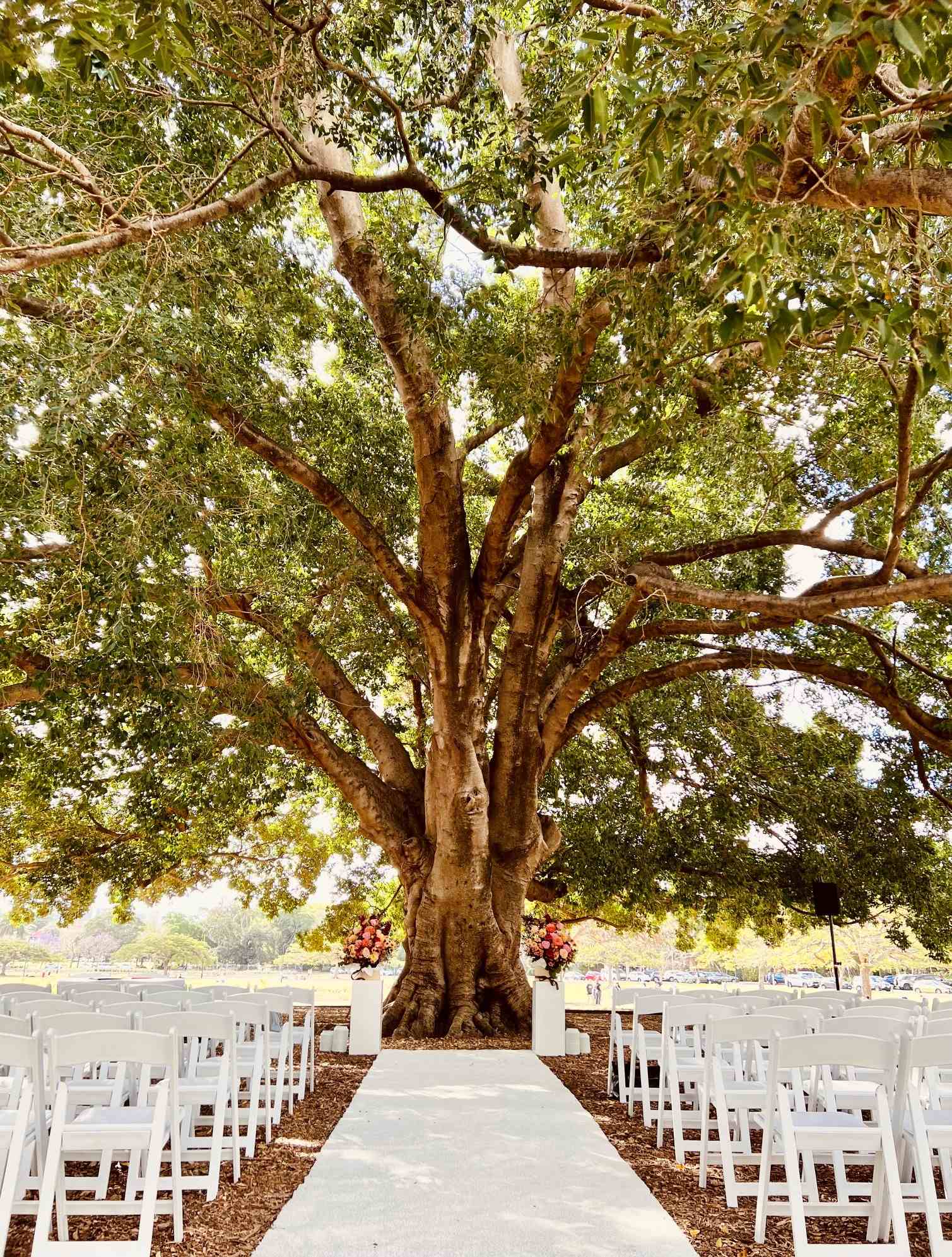 wedding under tree New Farm Park